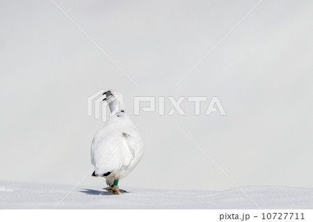 ライチョウ ライチョウ 10727711