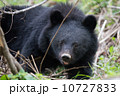 野生のツキノワグマ 10727833