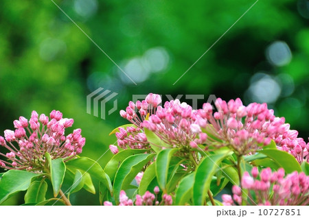 カルミア 10727851