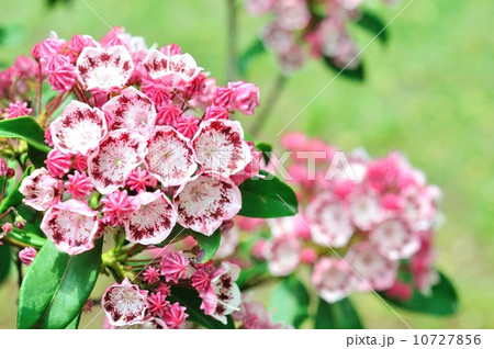 カルミア カルミア 10727856