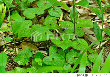 植物・フタバアオイ　ウマノスズクサ科 10727867