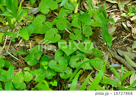 植物・フタバアオイ　ウマノスズクサ科 10727868