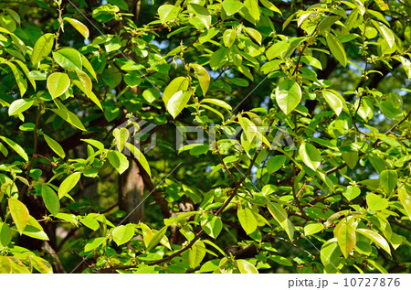 樹木・カリン バラ科 樹木・カリン バラ科 10727876
