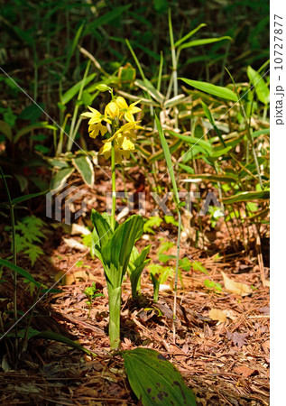 植物・キエビネ　ラン科 10727877