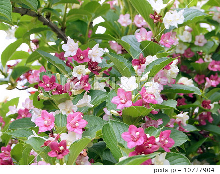 ハコネウツギ：雌雄同株（タニウツギの仲間） 10727904