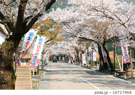 桜の華厳寺参道 10727968