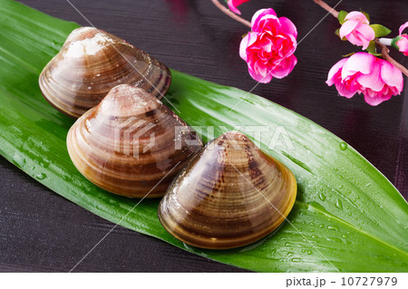 ハマグリ 10727979