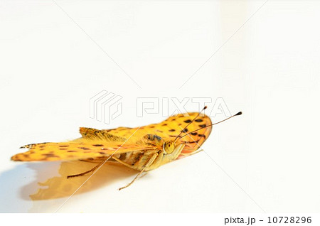 ツマグロヒョウモンチョウの綺麗な羽根　白背景 10728296