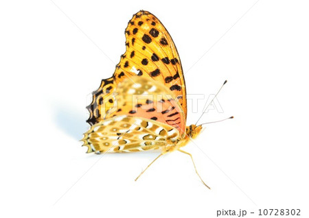 ツマグロヒョウモンチョウの綺麗な羽根　白背景 10728302