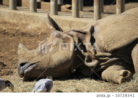 サイ サイ 10728341