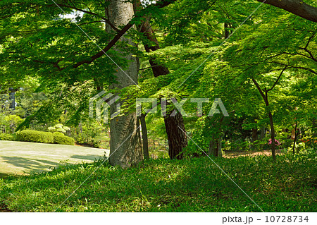 殿ヶ谷戸庭園・武蔵野のたたずまい 10728734