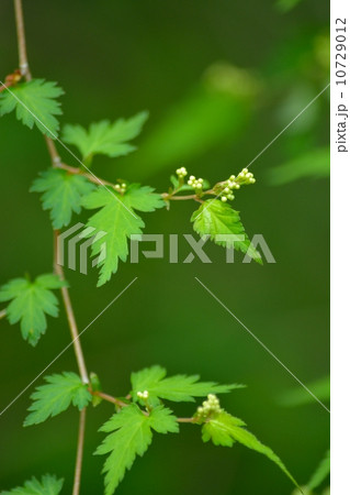 コゴメウツギの花 コゴメウツギの花 10729012
