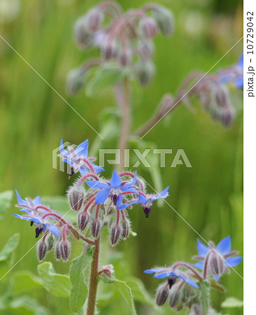 ボリジ(ハーブ) ボリジ(ハーブ) 10729042