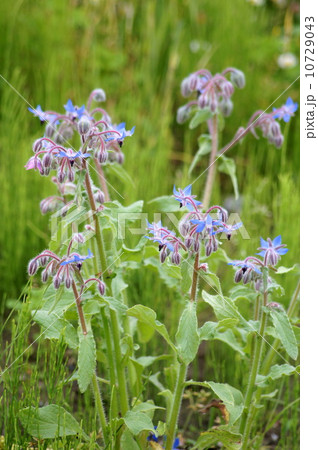 ボリジ(ハーブ) ボリジ(ハーブ) 10729043