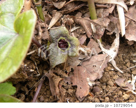 これh珍しい茶色の花のカントウカンアオイの写真素材