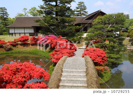 京都　桂離宮のキリシマツツジ 10729255