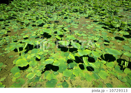 千葉公園 千葉公園 10729313