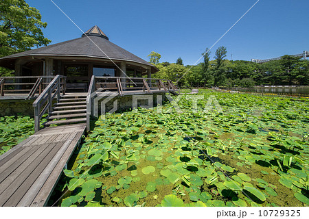 千葉公園 10729325