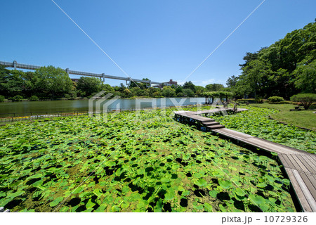 千葉県千葉市の千葉公園 千葉県千葉市の千葉公園 10729326