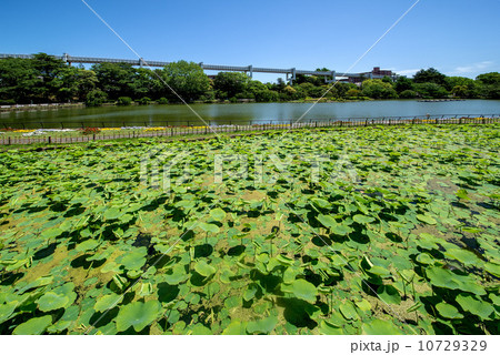 千葉公園 千葉公園 10729329