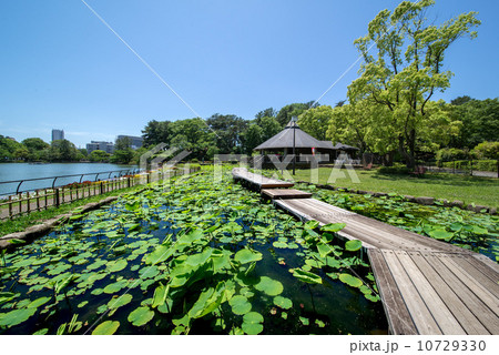 千葉県千葉市の千葉公園 千葉県千葉市の千葉公園 10729330