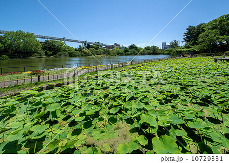 千葉公園 千葉公園 10729331