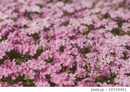 ピンクの芝桜 ピンクの芝桜 10729401