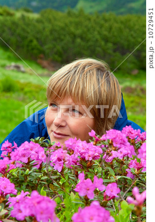 Mountain rhododendron blossoming 10729451