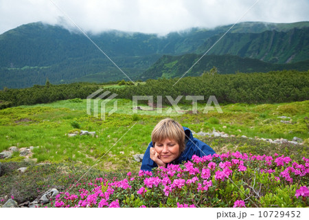Mountain rhododendron blossoming 10729452