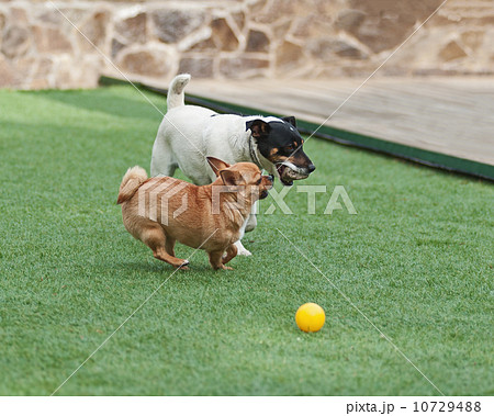 Red Chihuahua and Jack Russel Terrier dogs on green grass. 10729488