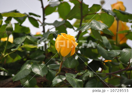 咲き掛けつるミセスPSデュポン 10729555