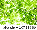 爽やかな新緑イメージ素材 10729689