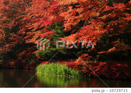 雲場池の紅葉 10729715