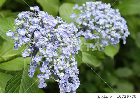 オカメアジサイ オカメアジサイ 10729779