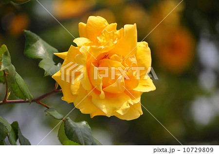 一輪のつるミセスPSデュポン 10729809