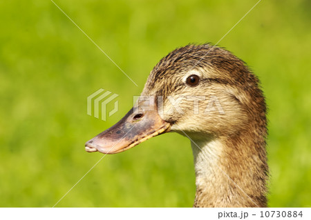 beautiful wild ducks head in the sunlight 10730884