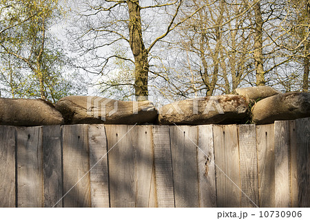 German trench of world war in the forest German trench of world war in the forest 10730906