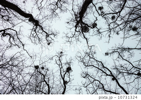 Silhouettes of bare trees with mistletoes 10731324