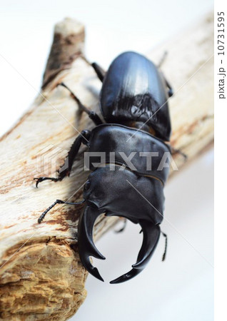 国産オオクワガタ木の上で 白背景 国産オオクワガタ木の上で 白背景 10731595