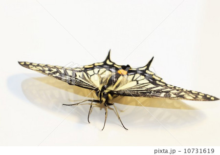 ナミアゲハチョウの美しい羽根 白バック ナミアゲハチョウの美しい羽根 白バック 10731619