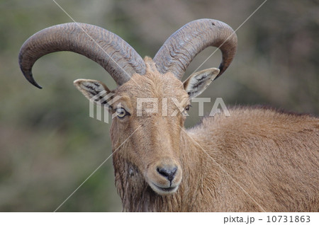 バーバリーシープ 10731863