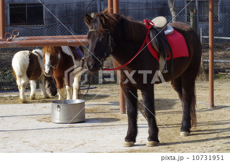 北海道和種 道産子 北海道和種 道産子 10731951