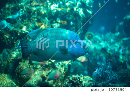 美ら海水族館のナポレオンフィッシュ 10731994