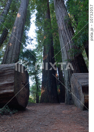 レッドウッド① 10732057