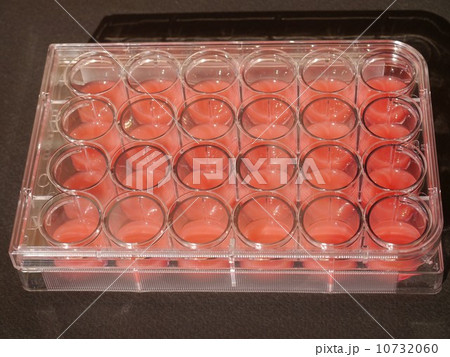 a cell culture plate 10732060