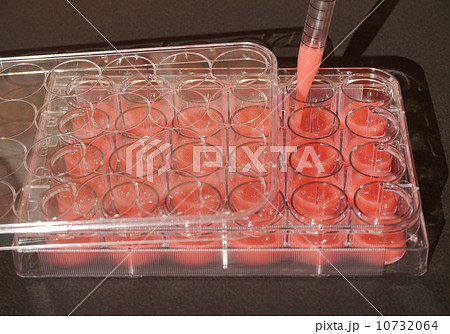 CELL culture 10732064