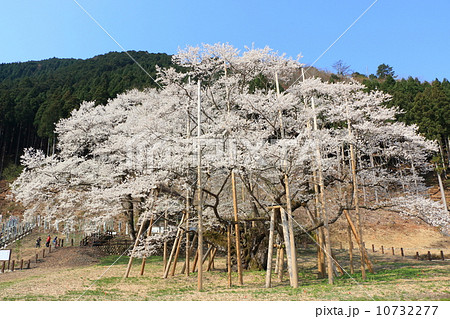 薄墨桜 2014年 10732277