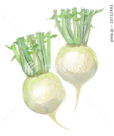 聖護院大根のイラスト素材