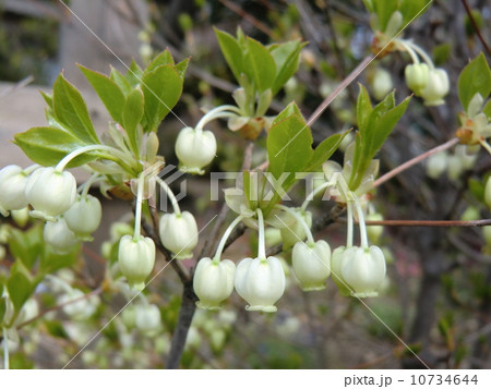 ドウダンツツジ ドウダンツツジ 10734644