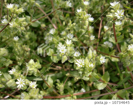 ハコベ ハコベ 10734645